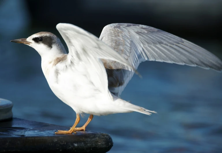 a close up of a bird near a body of water, flickr, arabesque, in a fighting stance, sleek white, wings growing out of arms, cute looking