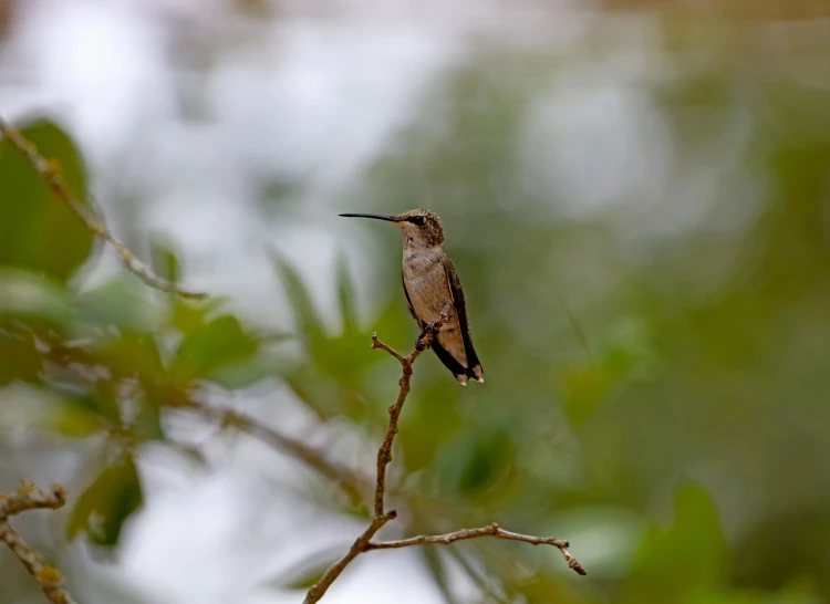 a small bird sitting on top of a tree branch, a portrait, arabesque, hummingbird, wide shot photo, high res photo, side profile centered