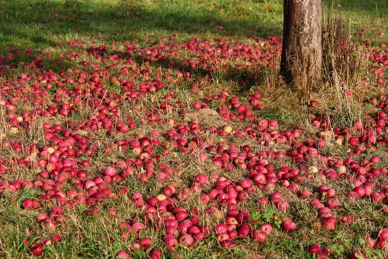 a field full of red apples next to a tree, a stock photo, by Hermann Rüdisühli, land art, corps scattered on the ground, coxcomb, wisconsin, poor quality