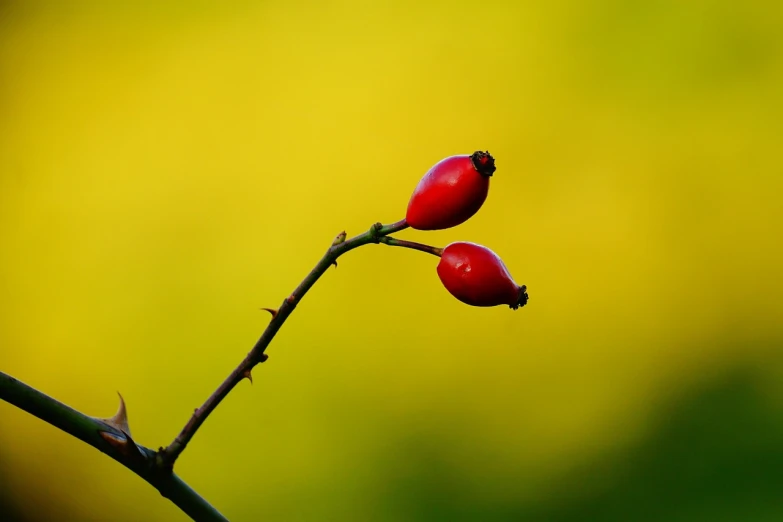 a close up of two red berries on a twig, by Jan Rustem, minimalism, yellow colors, rose, wallpaper background, close-up product photo