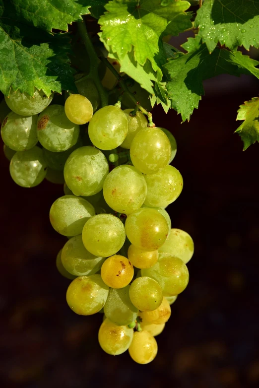 a bunch of green grapes hanging from a vine, a picture, by Karl Völker, shutterstock, bauhaus, glowing veins of white, very very well detailed image, amber, stock photo