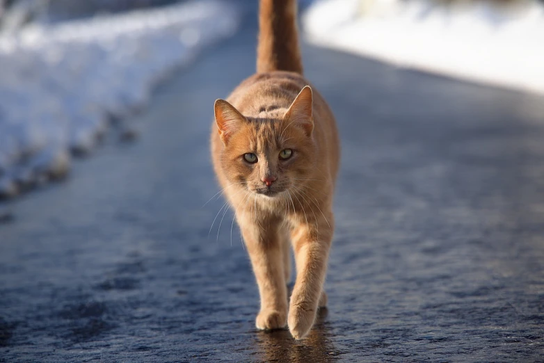 a close up of a cat walking on a road, a picture, cold weather, cat donald rumsfeld, tabaxi male, hunting