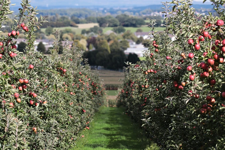 an apple orchard filled with lots of ripe apples, by Gawen Hamilton, walking down, view from the distance, 1 0 0 m, beautful view