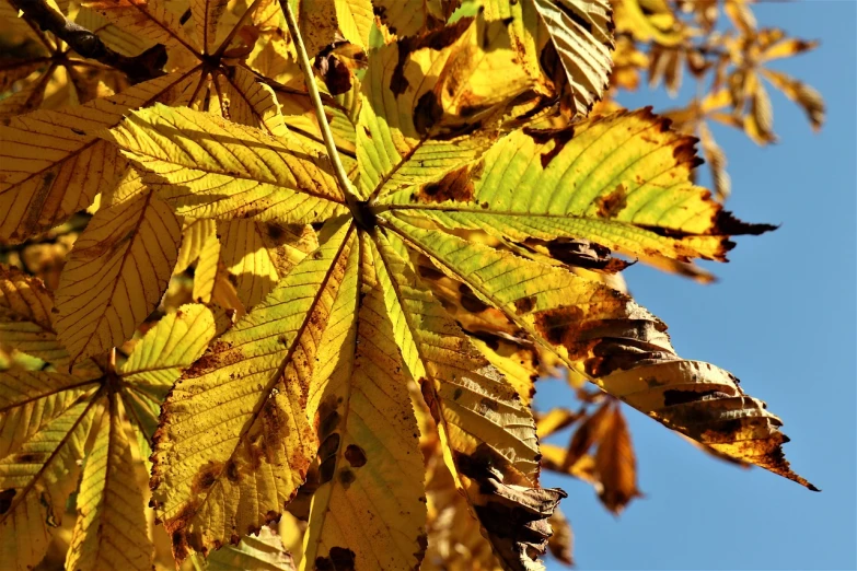 a close up of a leaf on a tree, a picture, pixabay, visual art, yellow colors, viewed from the ground, in a sunny day, cannabis leaves