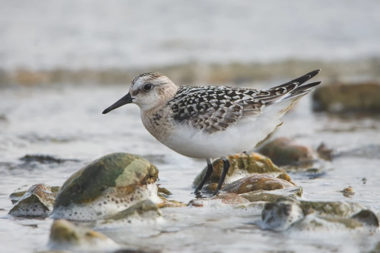 a bird standing on some rocks in the water, a portrait, shutterstock, happening, ivory carved ruff, white with black spots, on the sand, emily rajtkowski