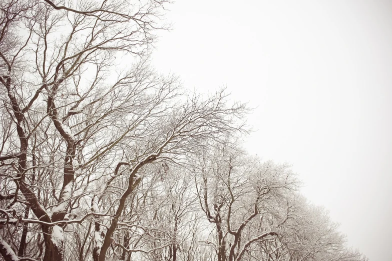 a group of people riding skis down a snow covered slope, a photo, inspired by Georg Friedrich Schmidt, romanticism, forest. white trees, view from below, intricate branches, old american midwest