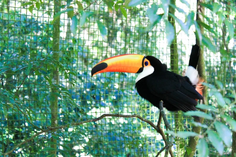 a black and orange bird sitting on top of a tree branch, a photo, big beak, in the zoo exhibit, colourful jungle, large nose