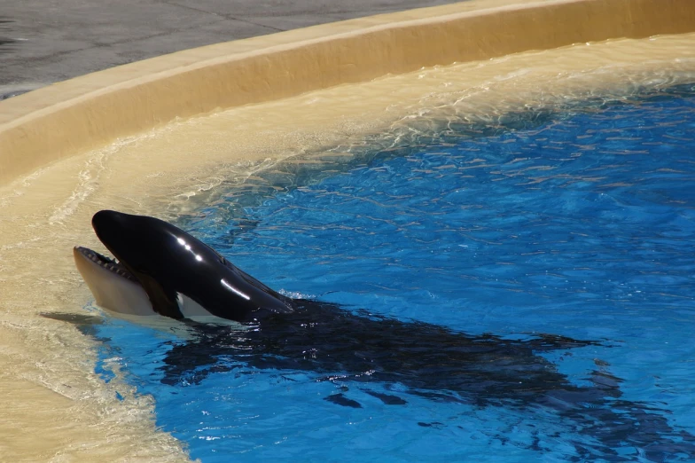 a close up of a whale in a pool of water, a photo, pixabay, long elegant tail, sitting in the pool, killer whale, lolita