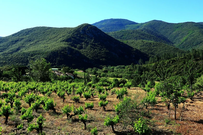 a view of a vineyard with mountains in the background, a photo, by Cedric Peyravernay, traditional corsican, lush forest in valley below, new mexico, taken with my nikon d 3