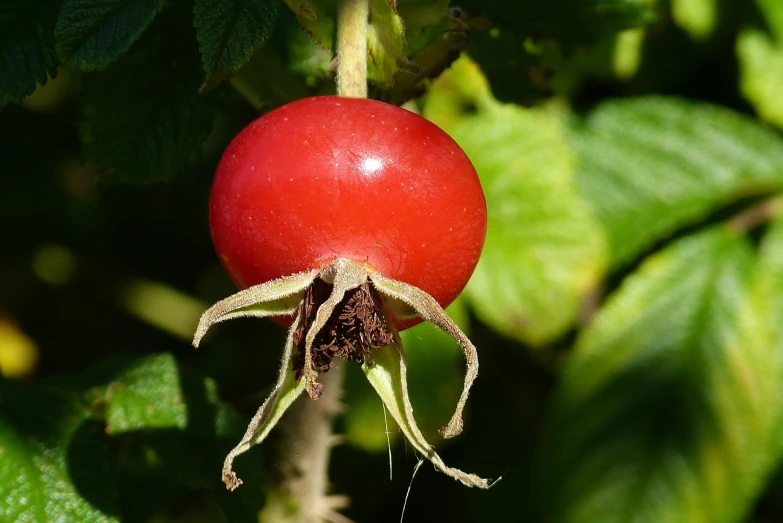 a close up of a tomato on a plant, rasquache, broad brush, wikimedia, cranberry helmet, rose twining