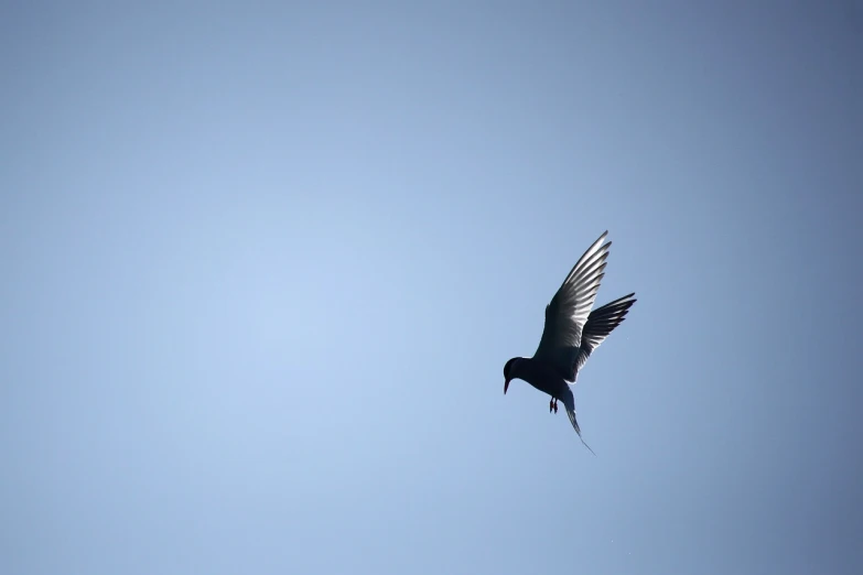 a bird that is flying in the sky, flickr, arabesque, contre - jour, view from bottom, hopper, peaceful and graceful