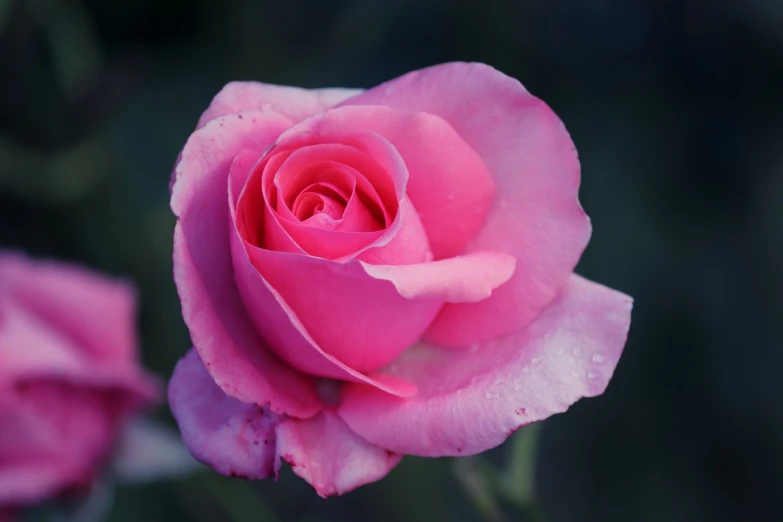 a close up of a pink rose with water droplets, romanticism, professionally color graded, blue and pink colors, beautiful flower, pink iconic character