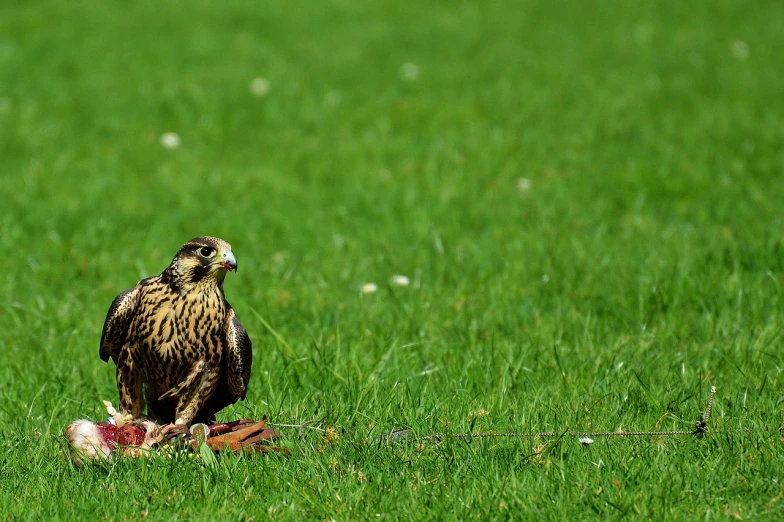 a brown bird standing on top of a lush green field, a picture, by Dietmar Damerau, pexels, hurufiyya, eagle eat snake, kites, sitting on the ground, img _ 9 7 5. raw