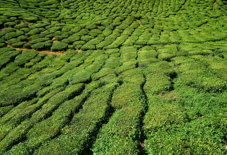 a group of people standing on top of a lush green field, a mosaic, by Bernardino Mei, shutterstock, hurufiyya, green tea, symmetry!! full shot!!, vegetation tentacles, tea