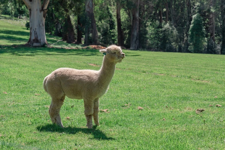 a llama standing on top of a lush green field, arabesque, in australia, sheep wool, highly polished, sparkling in the sunlight