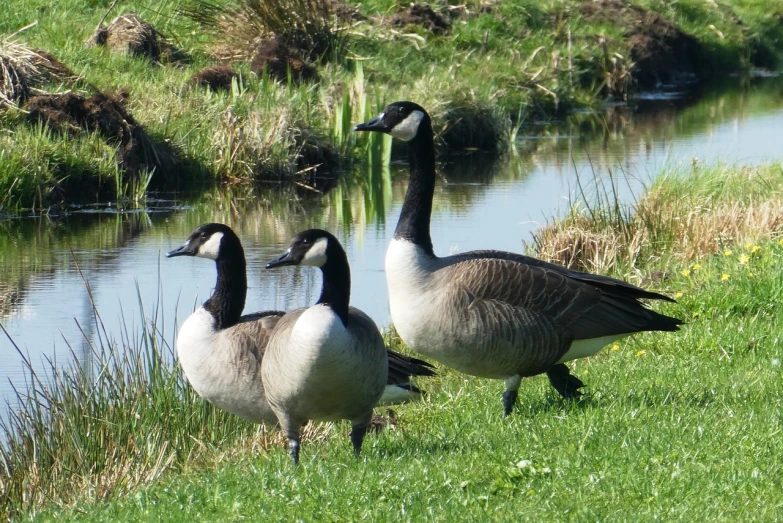 a couple of geese that are standing in the grass, by Jacob Duck, hurufiyya, 1 0 2 4 x 7 6 8, eagles, canada goose, trio