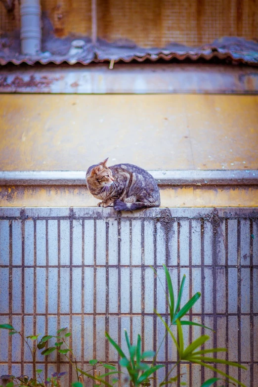 a cat that is laying down on a ledge, a picture, dusty abandoned shinjuku, fotografia, isolation, hatched ear