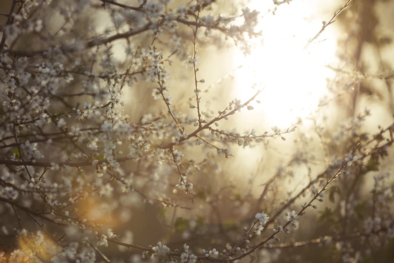 the sun shines through the branches of a flowering tree, by Karl Buesgen, white warm illumination, medium format. soft light, bokeh ), shot on sony alpha dslr-a300