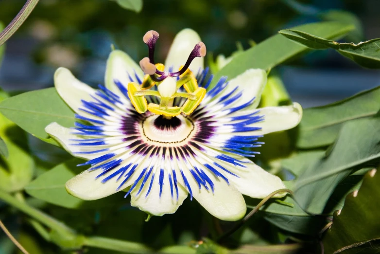 a close up of a flower on a plant, by Jan Rustem, hurufiyya, passion flower, blue and white and gold, explosion of colorful flowers, beautiful sunny day