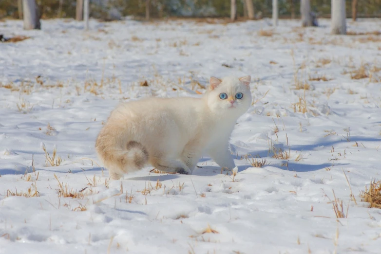 a cat that is standing in the snow, by Muggur, flickr, arabesque, blonde hair and blue eyes, real life pokemon, ermine, sky blue eyes