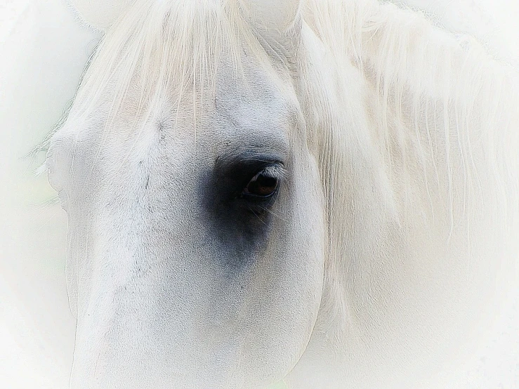 a close up of a white horse's face, a photo, by Cindy Wright, romanticism, stained”, large entirely-black eyes, white witch, very sad