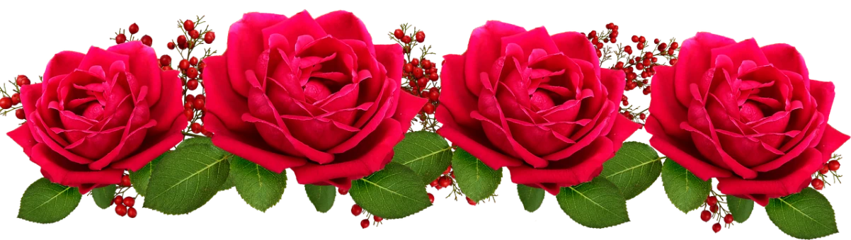a group of red roses with green leaves, inspired by Jan Henryk Rosen, pixabay, banner, merged, twins, portrait n - 9