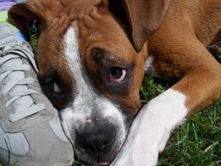 a brown and white dog laying next to a shoe, flickr, renaissance, boxer, close-up of face, grain”