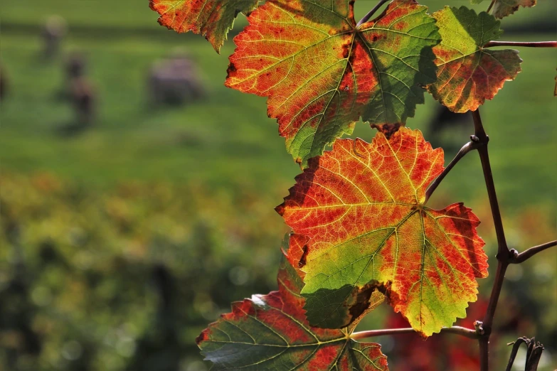 a close up of a bunch of leaves on a tree, a picture, by Dietmar Damerau, pixabay, romanticism, vineyard, full of colour 8-w 1024, thin red veins, pur champagne damery