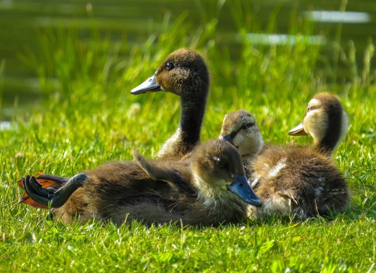 a couple of ducks laying on top of a lush green field, family photo, brood spreading, 3 4 5 3 1, 1 0 8 0 p