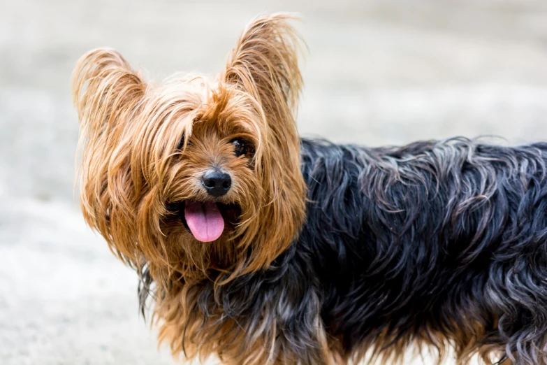 a brown and black dog with it's tongue hanging out, a portrait, shutterstock, yorkshire terrier, grain”