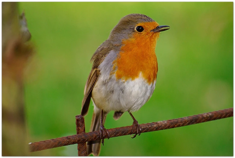 a small bird sitting on top of a tree branch, by Robert Brackman, flickr, really good looking face!!, robin, a photograph of a rusty, grain”