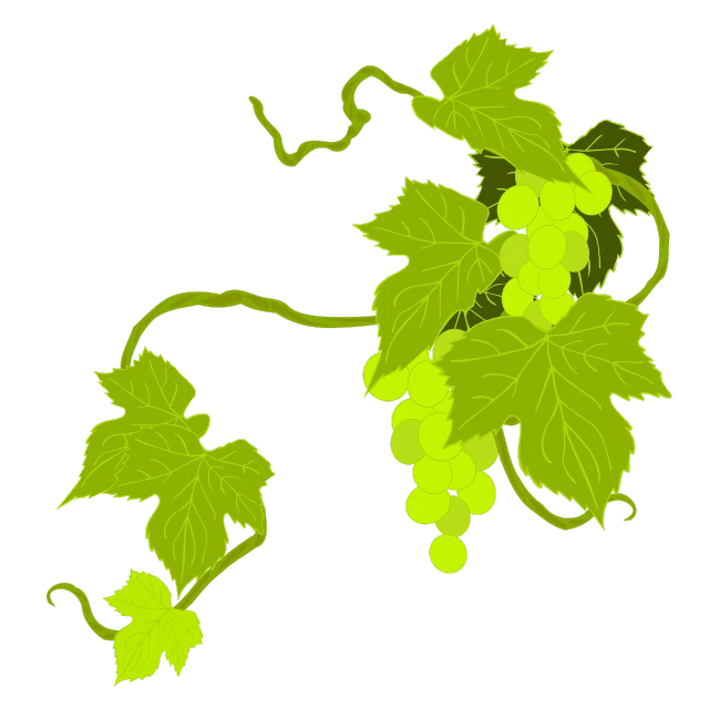 a vine with green leaves on a black background, a digital rendering, sōsaku hanga, grapes, in a luminist style, vinesauce, courful illustration