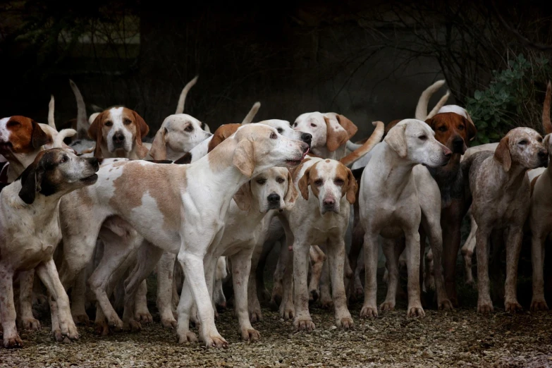 a group of dogs standing next to each other, by Cedric Peyravernay, shutterstock, hunting, vorestation borg hound, photograph credit: ap, albino