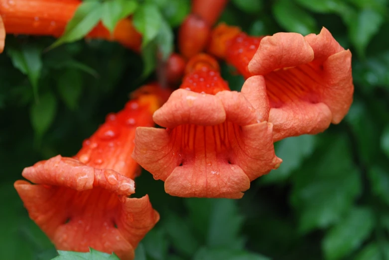 a close up of a bunch of orange flowers, hurufiyya, cubensis, rain red color bleed, acanthus, sergey krasovskiy