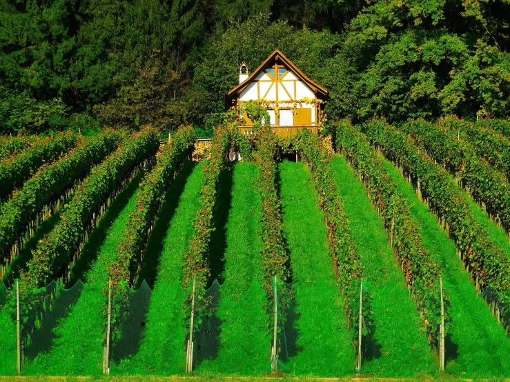 a house sitting on top of a lush green hillside, by Werner Gutzeit, pixabay, an idyllic vineyard, setting is bliss wallpaper, in karuizawa, symmetry!!!