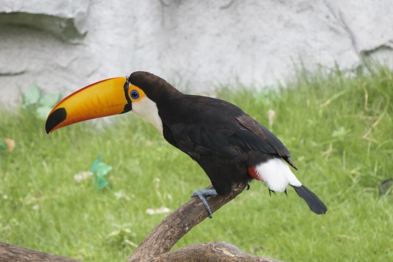 a black and white bird sitting on top of a tree branch, inspired by Melchior d'Hondecoeter, flickr, sumatraism, 6 toucan beaks, colorful bird with a long, caramel, banana