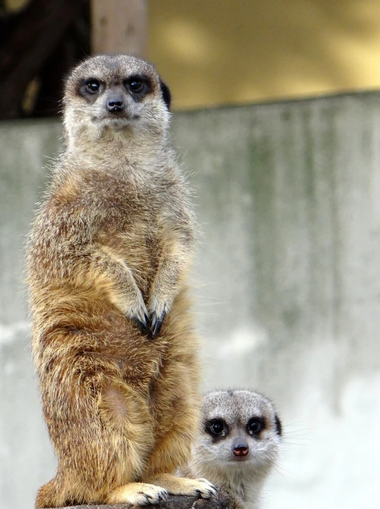 a couple of small animals standing next to each other, a portrait, by Dave Allsop, pexels, towering over your view, tail raised, with big eyes, backpfeifengesicht