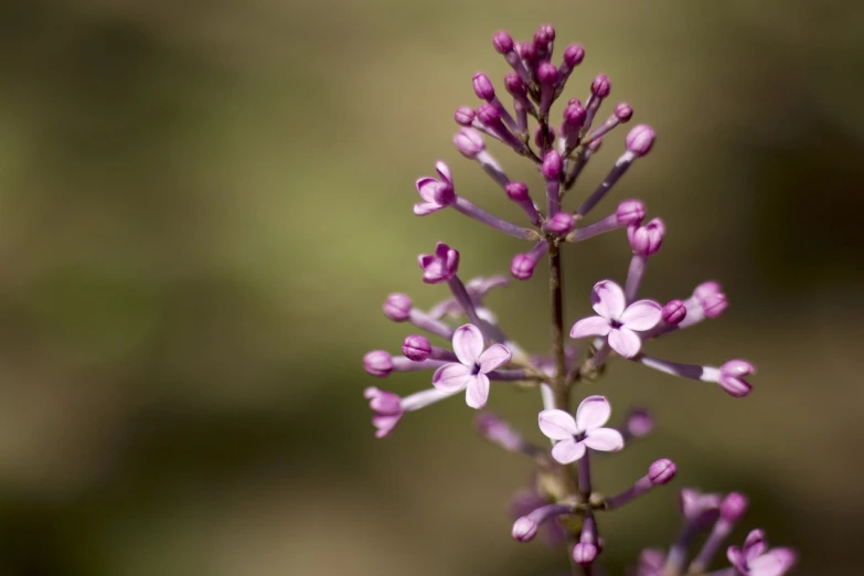 a close up of a flower with a blurry background, a macro photograph, lilacs, high details photo