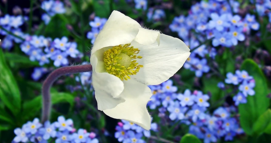 a close up of a white flower with blue flowers in the background, inspired by Frederick Goodall, flickr, huge!!!, beautiful flower, moss and flowers, tulip