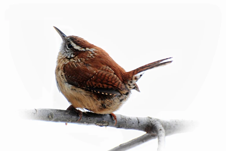 a small brown bird sitting on top of a tree branch, by Jim Nelson, flickr, renaissance, snow flurries, on white, doing a sassy pose, musician