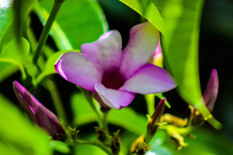 a close up of a flower on a plant, by Julian Allen, flickr, hurufiyya, jasmine, cambodia, purple color, kauai springtime