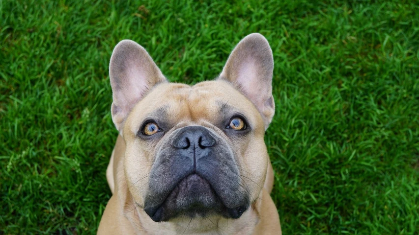 a brown dog sitting on top of a lush green field, a portrait, by Etienne Delessert, shutterstock, french bulldog, symmetrical face. beautiful eyes, high angle close up shot, very high quality face