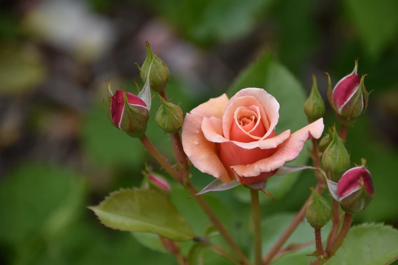a close up of a pink rose with green leaves, a picture, by Tom Carapic, pixabay, orange blooming flowers garden, warm colors--seed 1242253951, stock photo, on a cloudy day