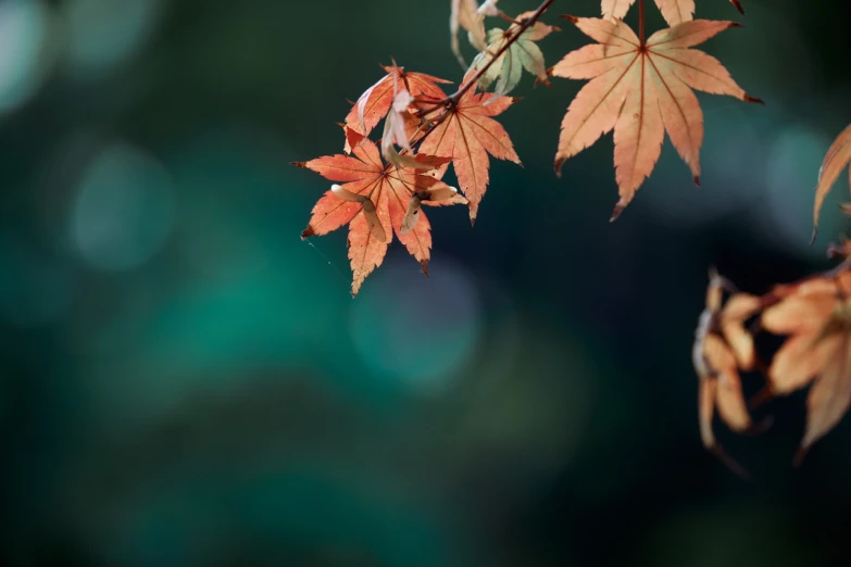 a close up of some leaves on a tree, by Richard Carline, shutterstock, art photography, japanese maples, deep bokeh, natural colours, high details photo