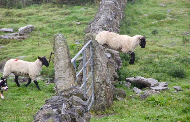 a couple of sheep standing on top of a lush green hillside, by Robert Brackman, flickr, happening, standing astride a gate, rock wall, leaping into the air, detail