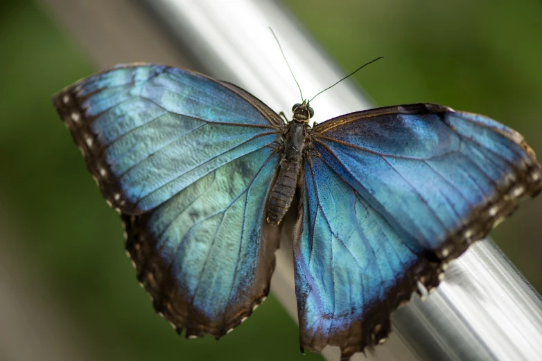 a blue butterfly sitting on top of a metal pole, a macro photograph, shutterstock, strong iridescent light, stock photo