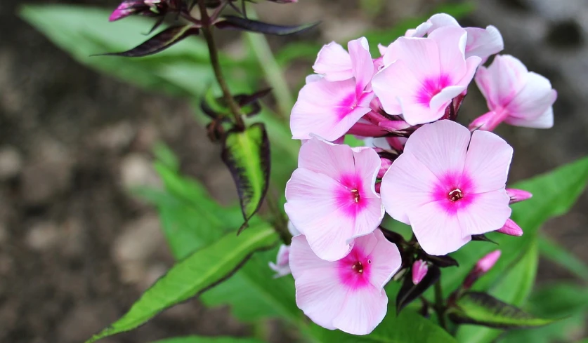 a close up of a bunch of pink flowers, flickr, violet polsangi, from wheaton illinois, shaded perfect, lush plants flowers