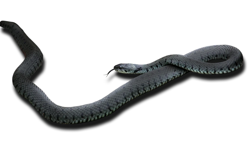 a close up of a snake on a black background, by Robert Brackman, cobra, composite, blue-black, sprawling, 4k high res