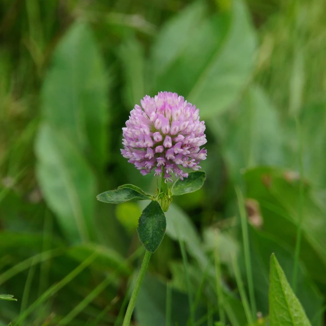 a purple flower sitting on top of a lush green field, a portrait, hurufiyya, clover, small head, 7 0 mm photo, celtic vegetation