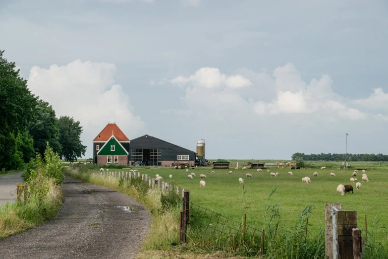 a herd of sheep grazing on a lush green field, a picture, by August Lemmer, de stijl, houses and roads, landscape photo, inside a farm barn, street view